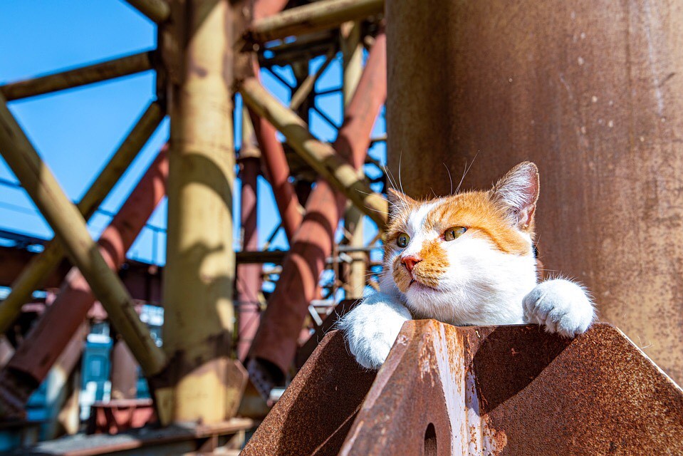 Кот прекрасно вписывается в рабочую обстановку. Фото: Кот Моста/VK