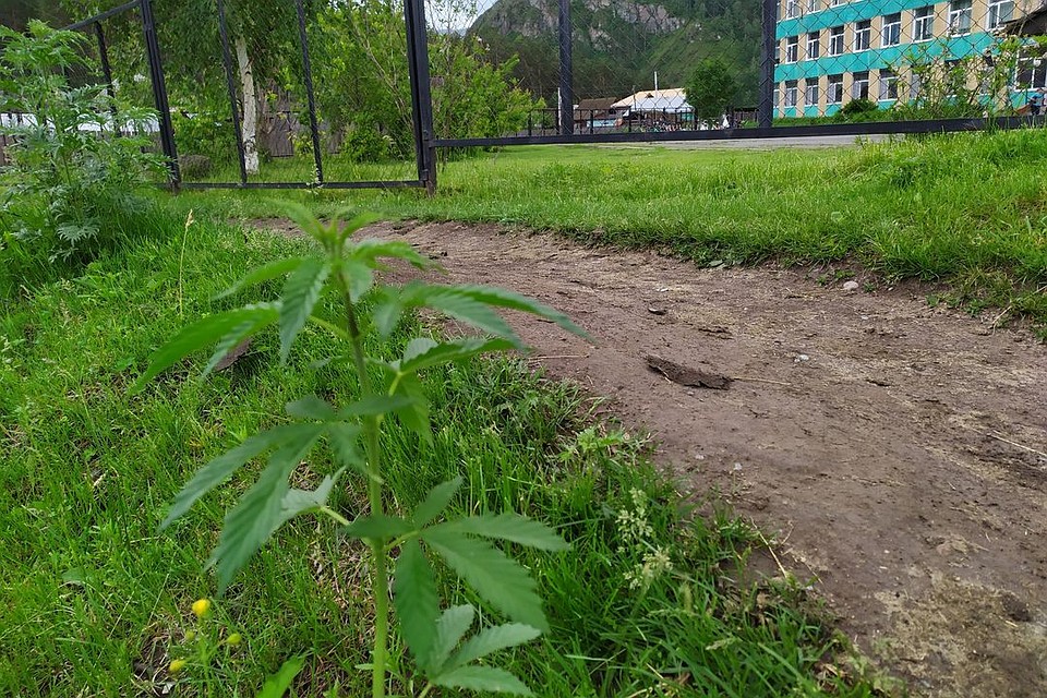 Конопля растет прямо за оградой школы в Чемале. Фото: читатель «КП».