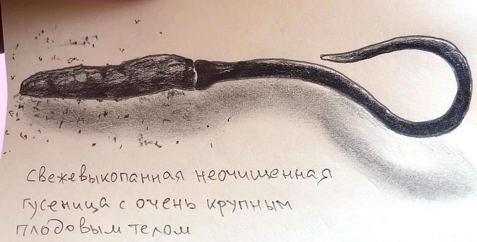 "Свежевыкопанная неочищенная гусенница с очень крупным плодовым телом". Рисунок Михаила Вишневского.