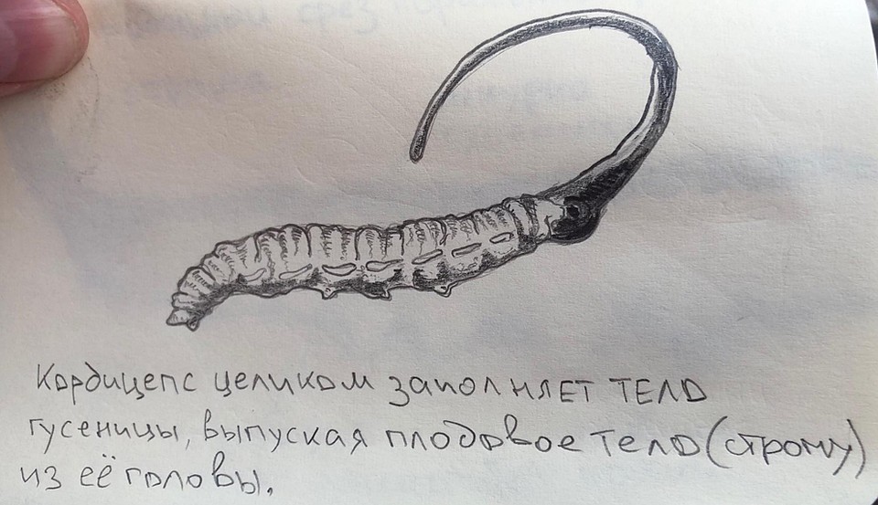 "Кордицепс полностью заполняет тело гусеницы, выпуская плодовое тело (строму) из головы". Рисунок Михаила Вишневского.