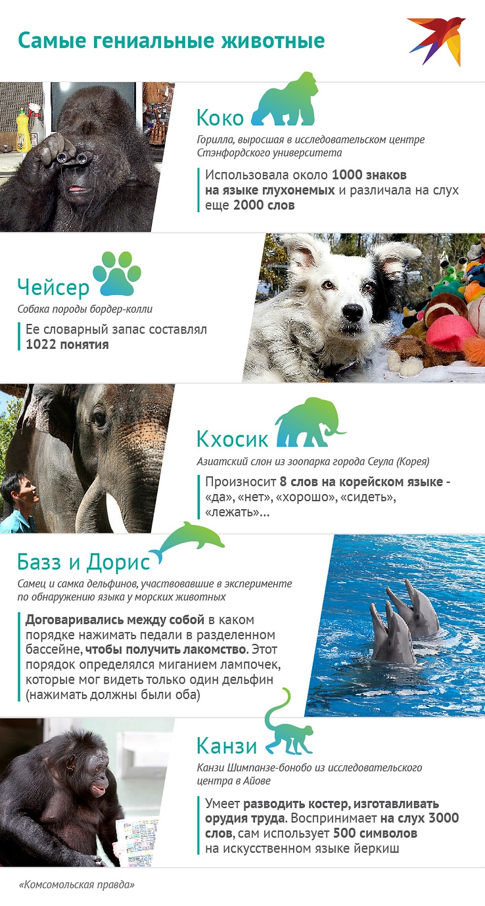 Самые гениальные животные Фото: Наиль ВАЛИУЛИН