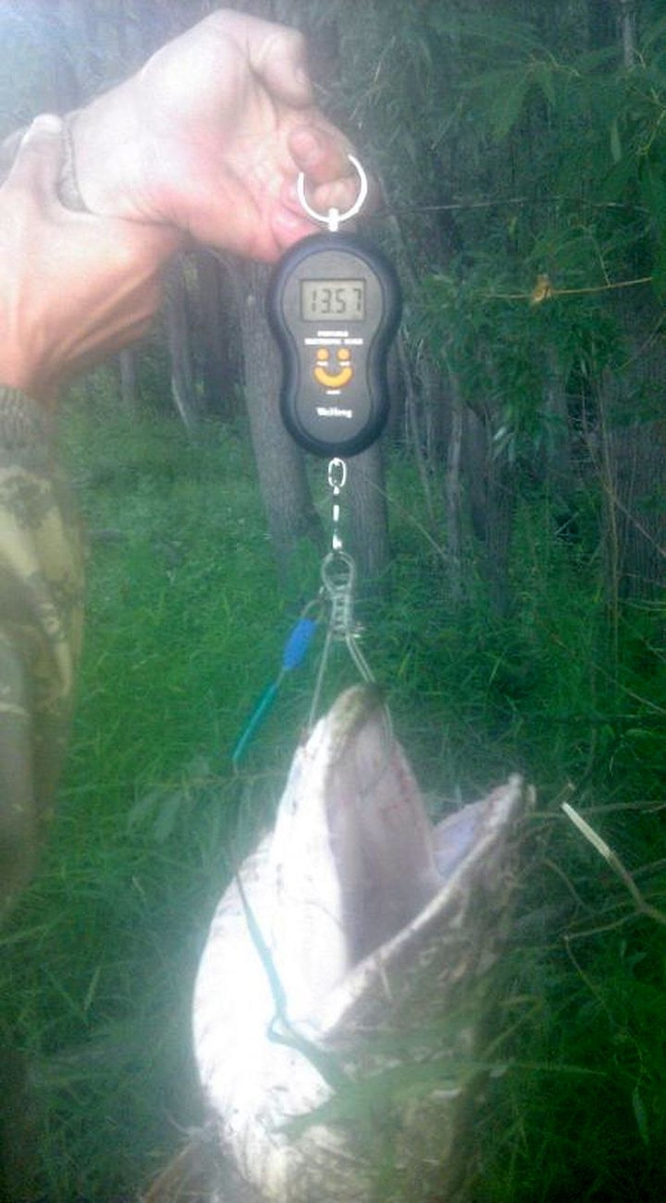 Сибиряк взвесил свой трофей. Фото: fishingsib.ru.