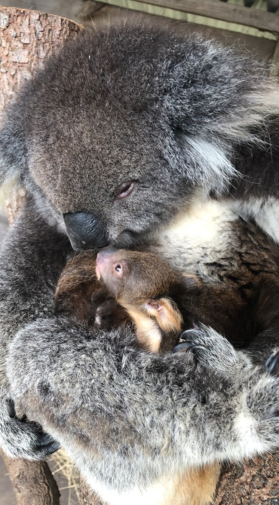 Maru Koala