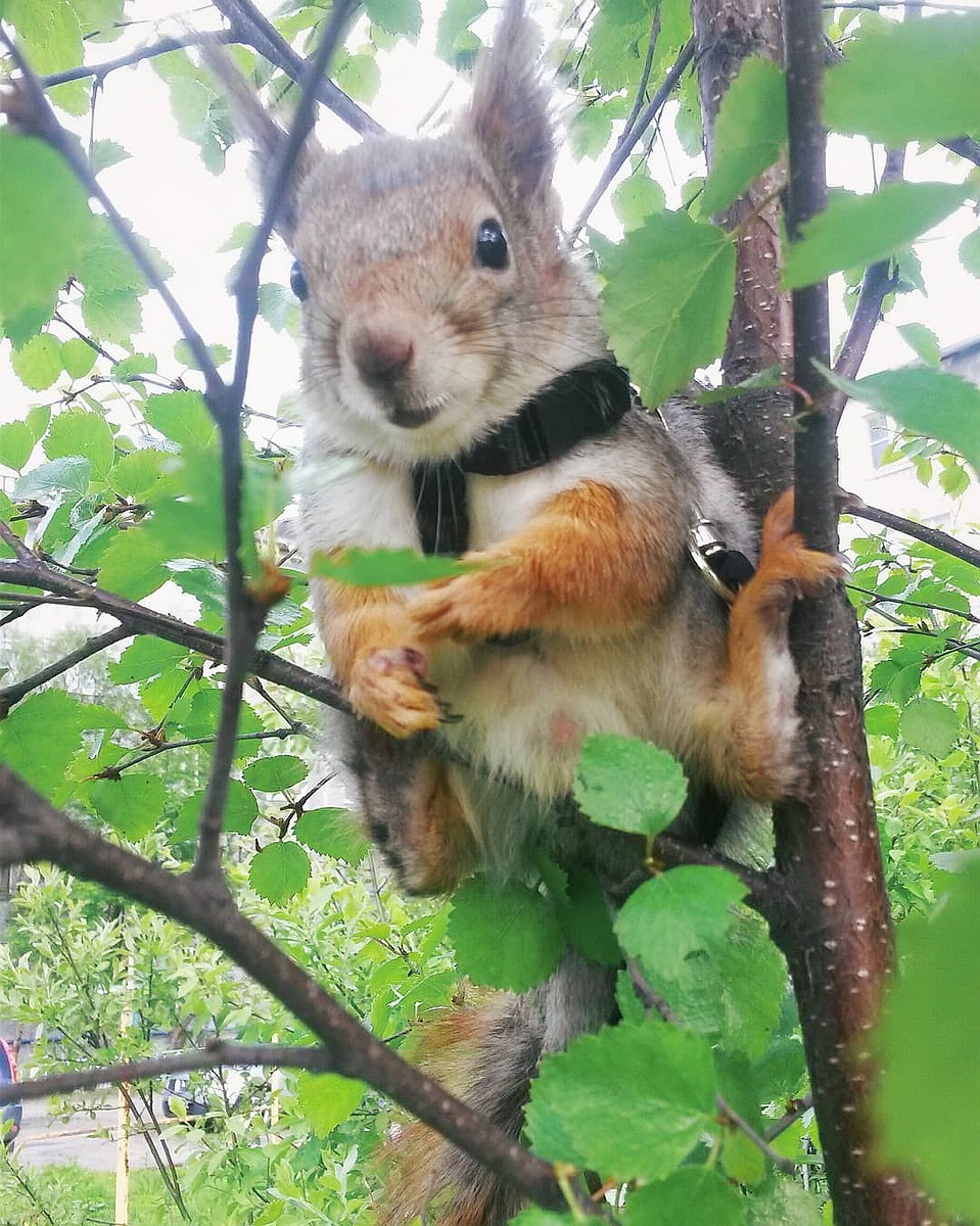 Бельчонок любит на прогулке сидеть на дереве. Фото: www.instagram.com/minibelkin/