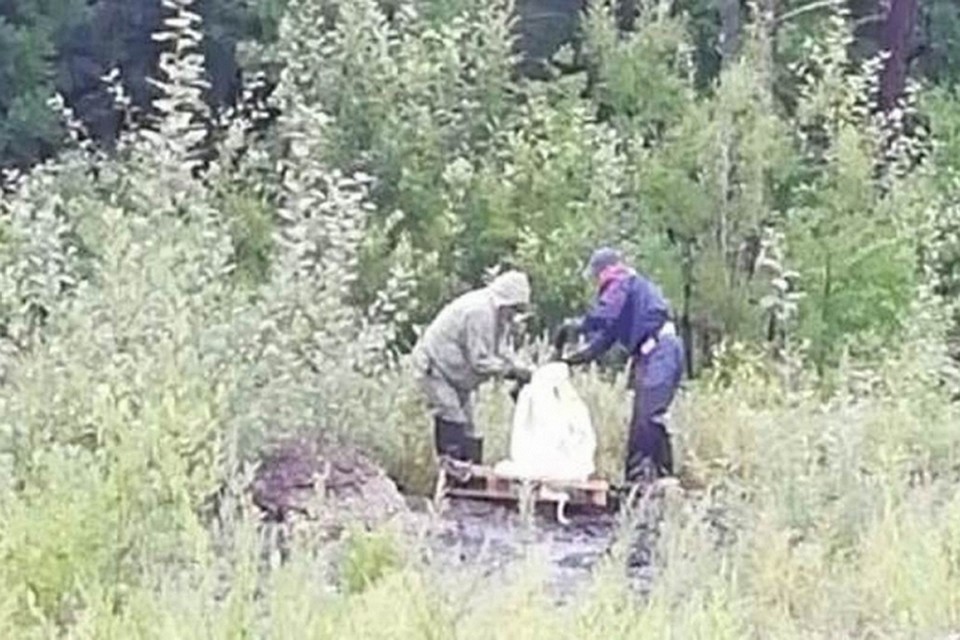 Спасатели в еврейской автономии вытащили пса из битумного болота Фото: Василий ЗАДУНАЕВ