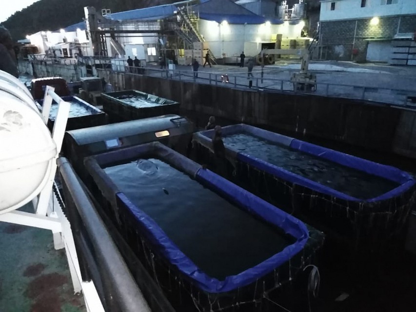 Косаткам пришлось преодолеть порядка 1,8 километра пути от бухты Средняя под Находкой до мыса Перовского в Хабаровском крае Фото: ВНИРО