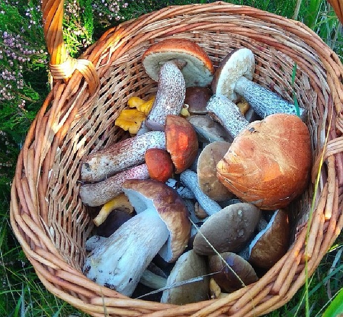 Грибы собирают корзинками. Фото: vk.com/grib_spb