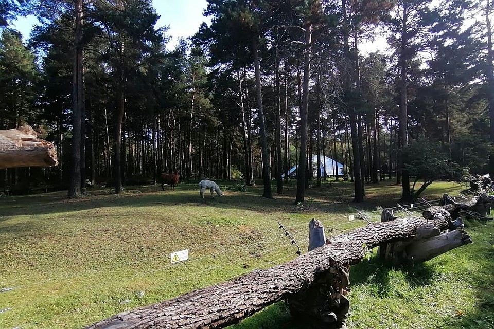 Теперь за ламами будет удобнее наблюдать посетителям. Фото: vk.com/novosibirsk_zoo.