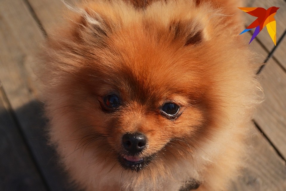 Pets Fest Day. Фото: Кирилл Мишин