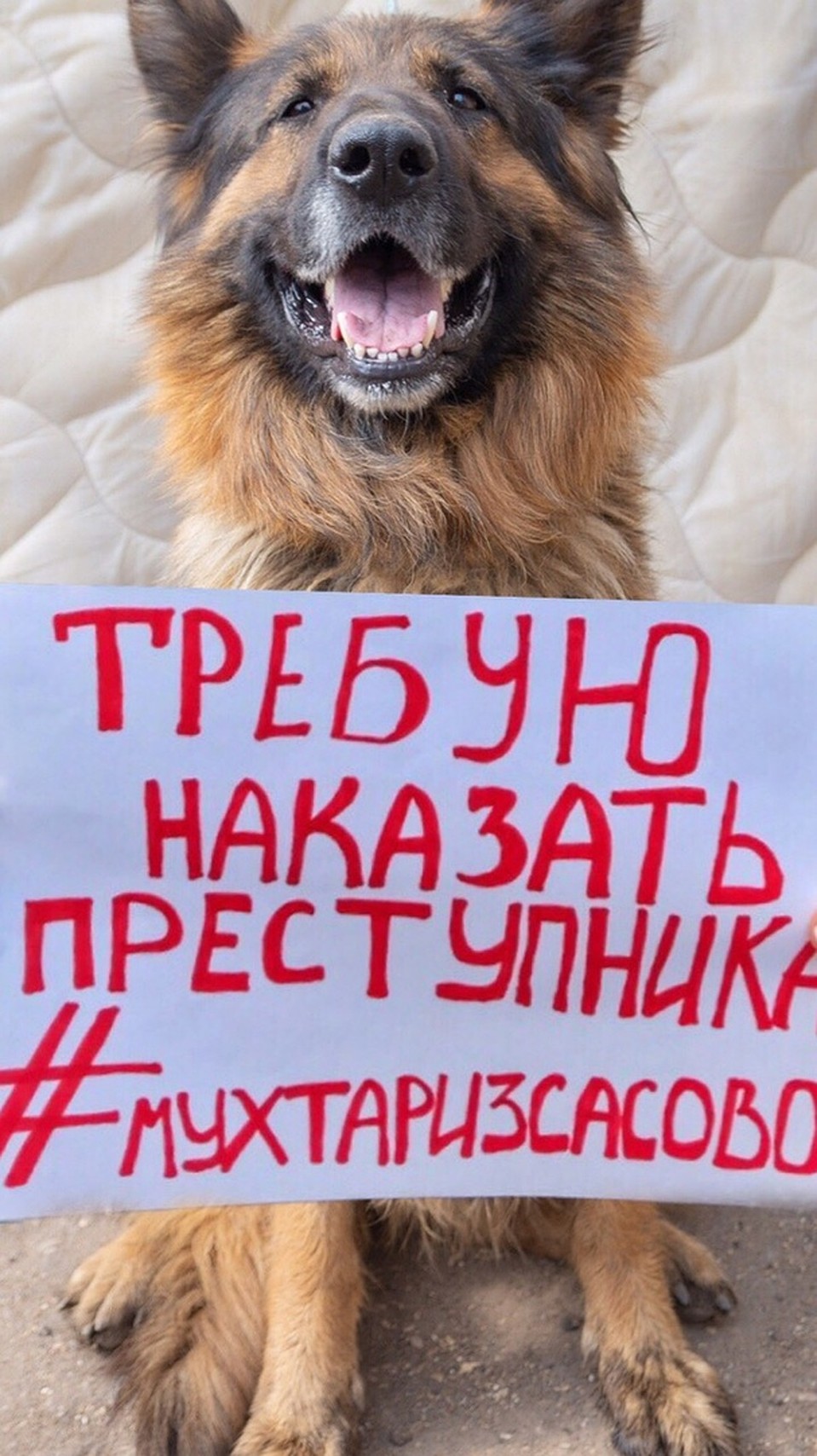 Фото: Cлужба по контролю за безнадзорными животными.