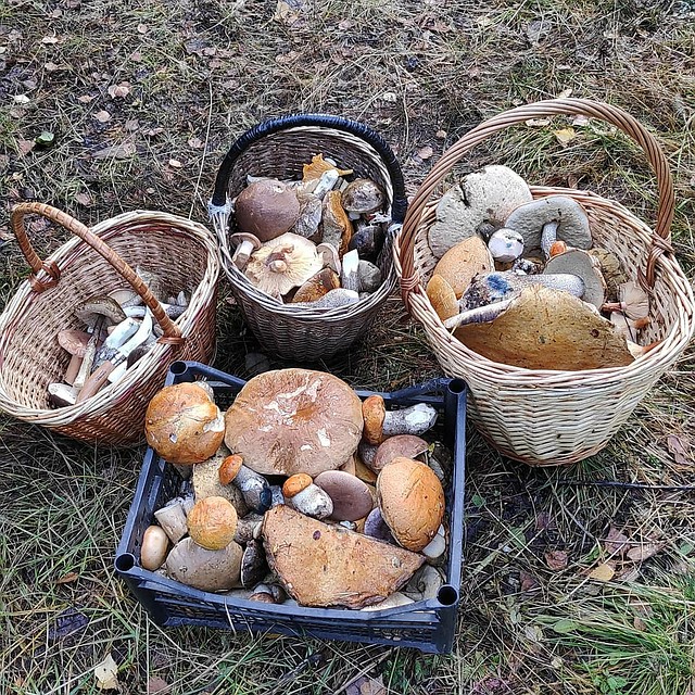 Грибы из Пятиречья. Фото: https://vk.com/grib_spb/Валерий Солнцев.