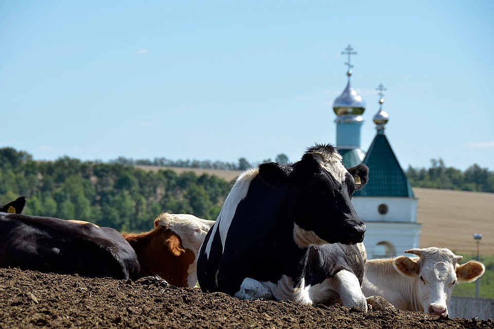 Сейчас нужны освобождение от налогов и господдержка сельского бизнеса. Фото: Алексей ФОКИН