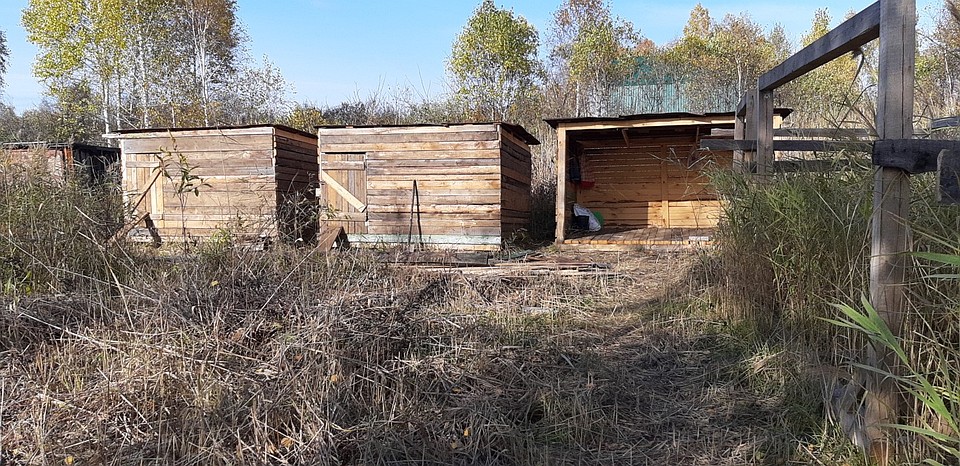 В этих вольерах живут собаки. Фото: Екатерина Муравицкая