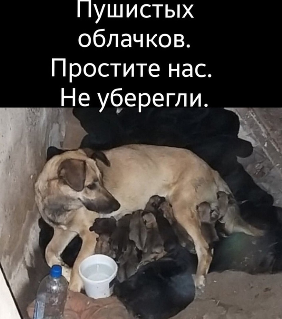 В заброшенной больнице на Строймаше жила собака с двухнедельными щенками.