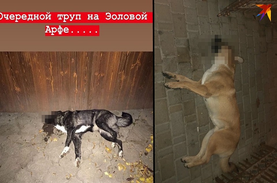 Вот такую картину наблюдают местные в Пятигорске