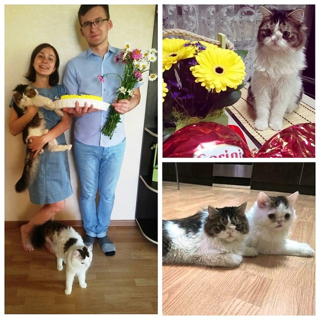 У этих котиков один год жизни идет за 10 Фото: Страница в социальной сети героя публикации