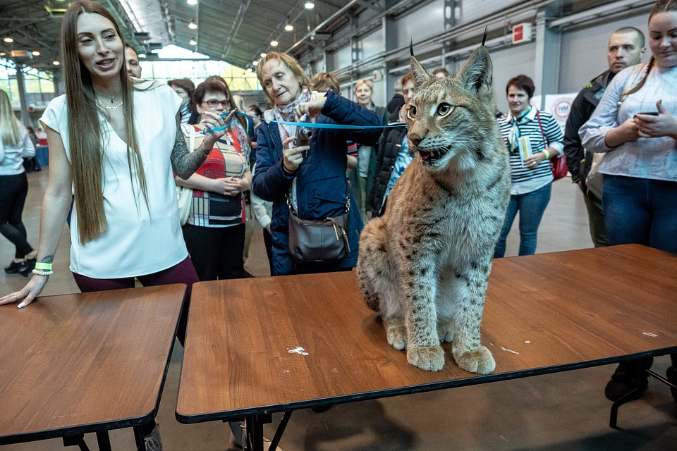 коты и кошки соревнуются между собой на выставке. Фото: Олег ЗОЛОТО