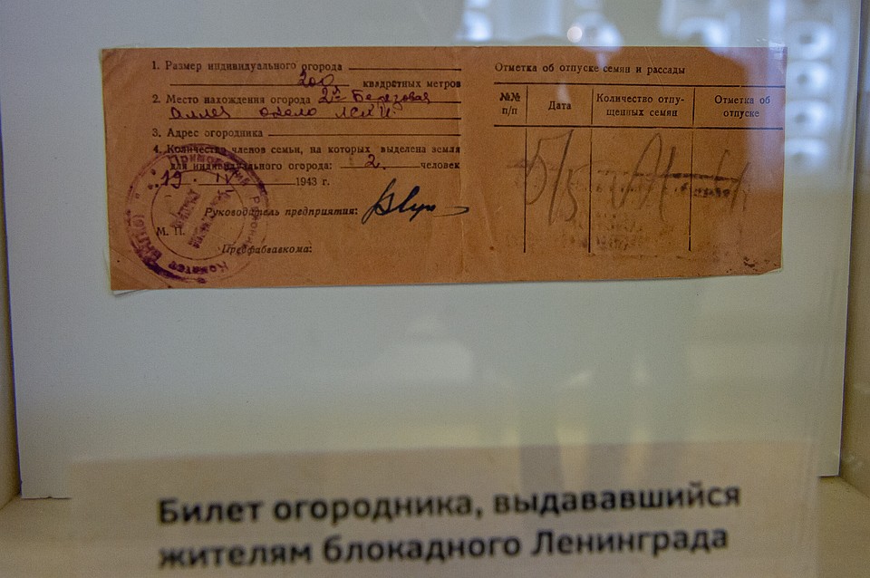 Когда по Дороге жизни в город доставили семена, Ленинград заполнили овощными огородами. Фото: Олег ЗОЛОТО