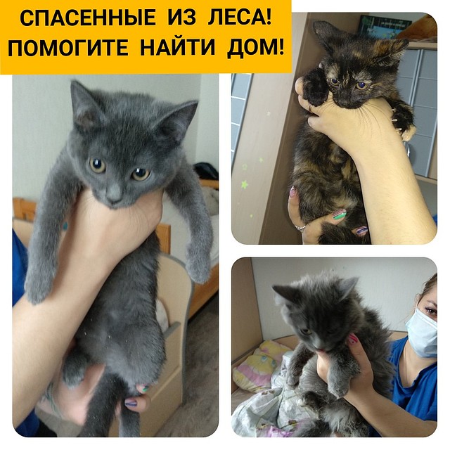 Сейчас котятам ищут дом. Фото: Дай лапу