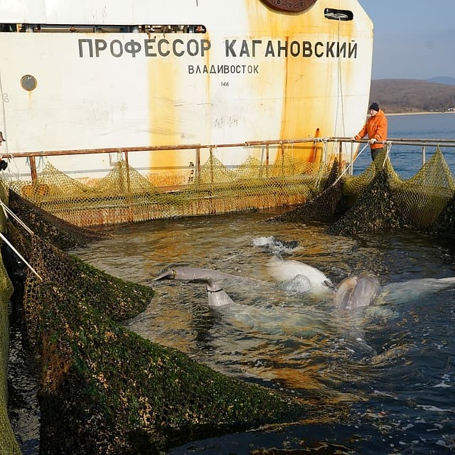 Погрузка белух началась утром Фото: ВНИРО