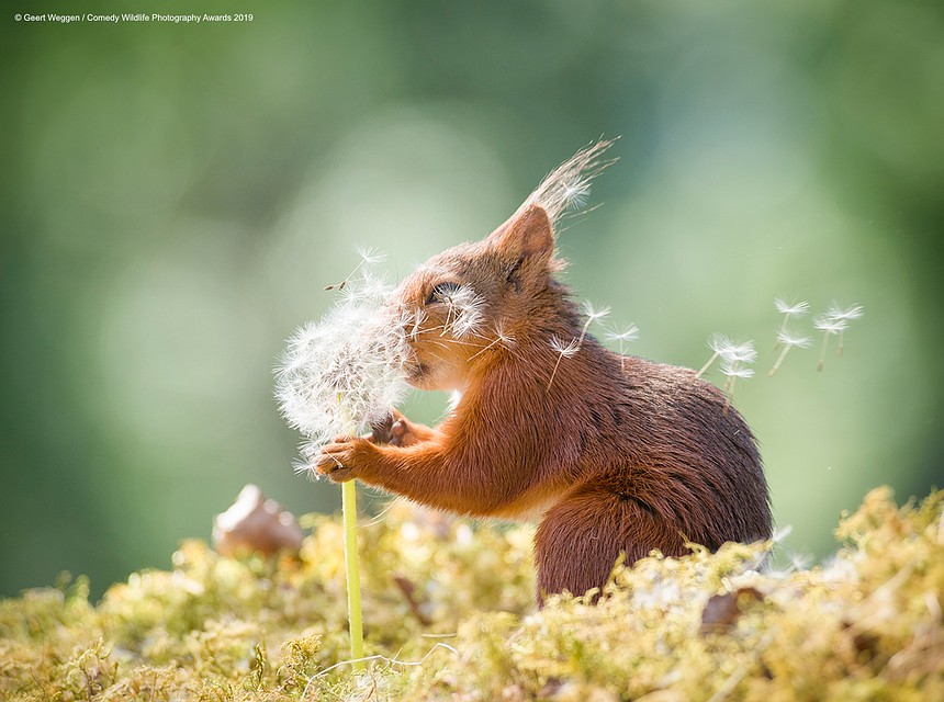 Фото: Geert Weggen/The Comedy Wildlife Photography Awards 2019