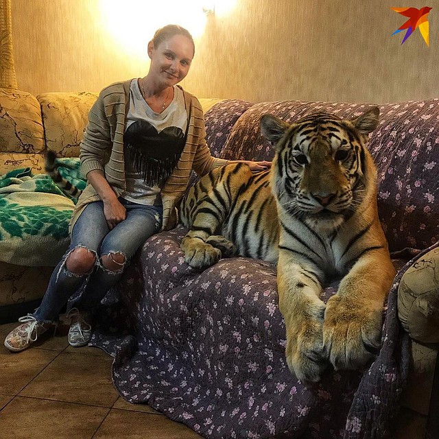 Иногда тигрята у Анны были не такими уж маленькими
