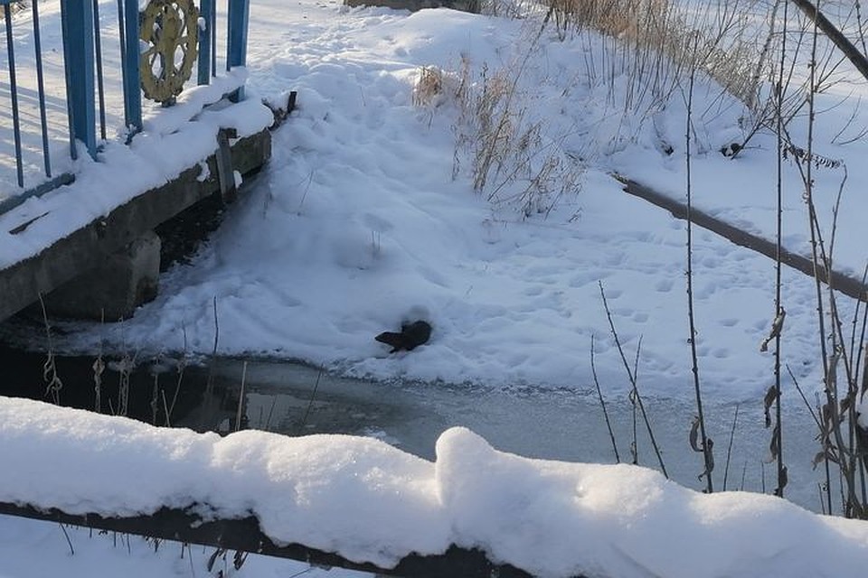 Зверек утаскивал хлеб к себе в норку. Фото: читатель КП-Новосибирск