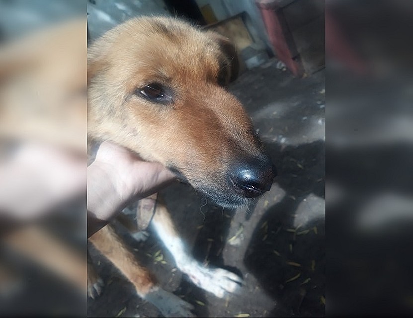 Одна из героинь таких публикаций - бедняга Найда. Ее расстреляли. Фото: Предоставлено "Комсомолке"