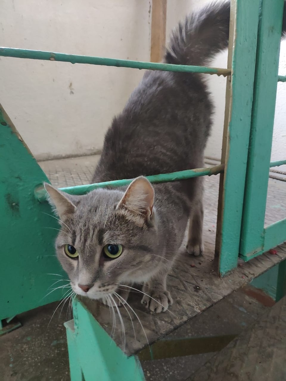 Кошка, которая жила в одной квартире с немыми детьми, теперь гуляет по подъезду. Соседи ее подкармливают. Фото: Никита МАНЬКО