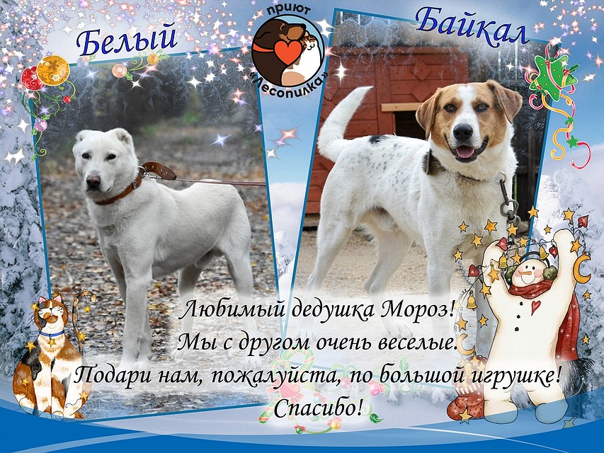 Фото: официальная группа "Зоозащиты".