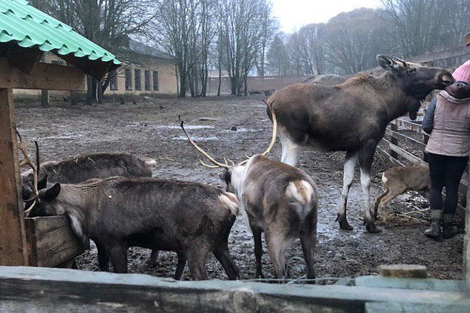 Северные олени и лоси живут в мире и дружбе Фото: Лилия КОЗЛОВА