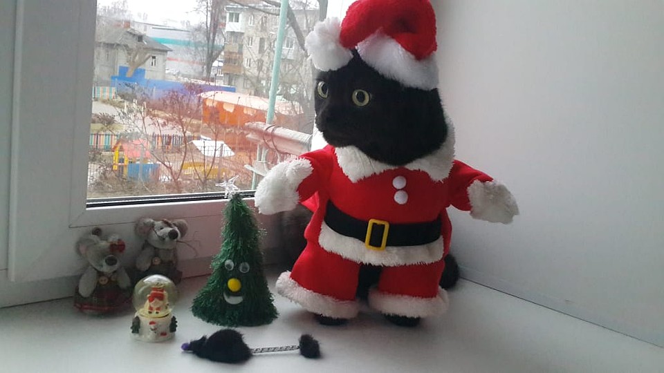 Кот Филипп