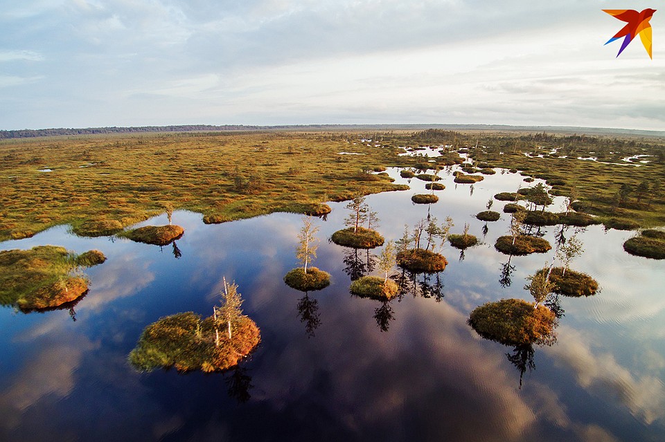 Болото Ельня. Фото: Павел МАРТИНЧИК