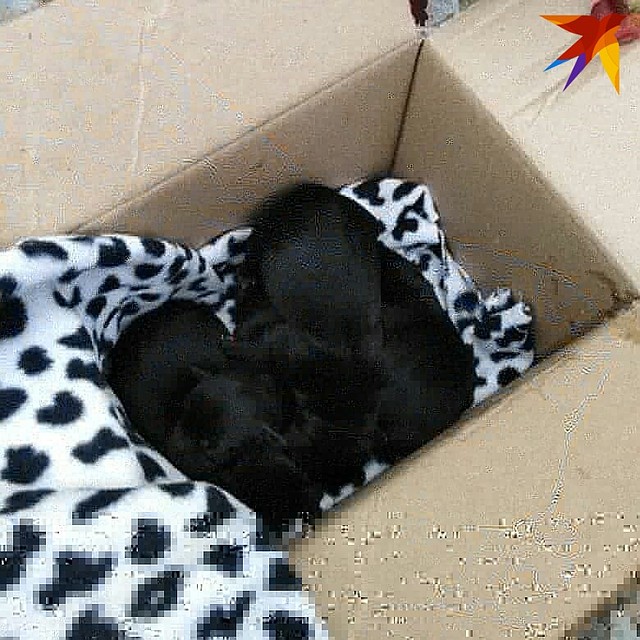Пока определить породу щенков сложно. Фото: instagram.com/priutgk