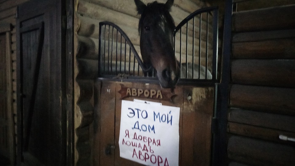 У авроры в марте должен появится жеребенок. Фото: Екатерина ПОДВИНЦЕВА