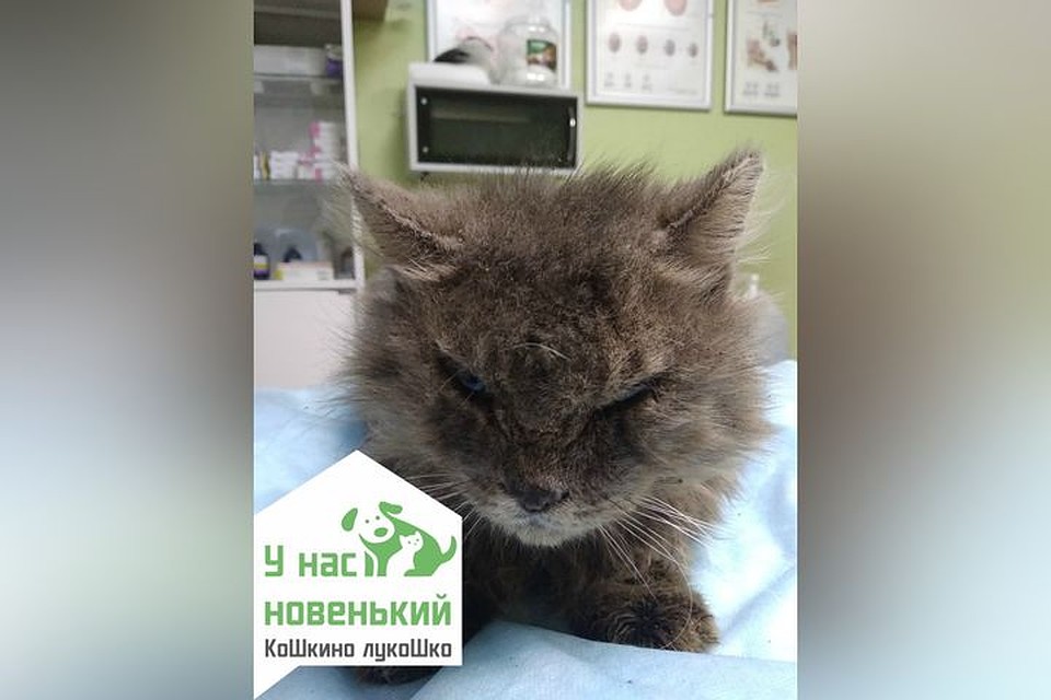 Волонтеры приюта просят помочь с лечением животного.