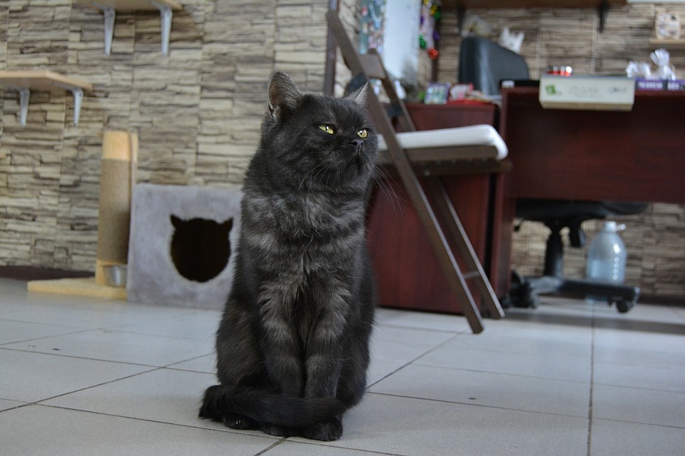 Кот Хова ищет дома. Фото: vk.com/kotofei_74