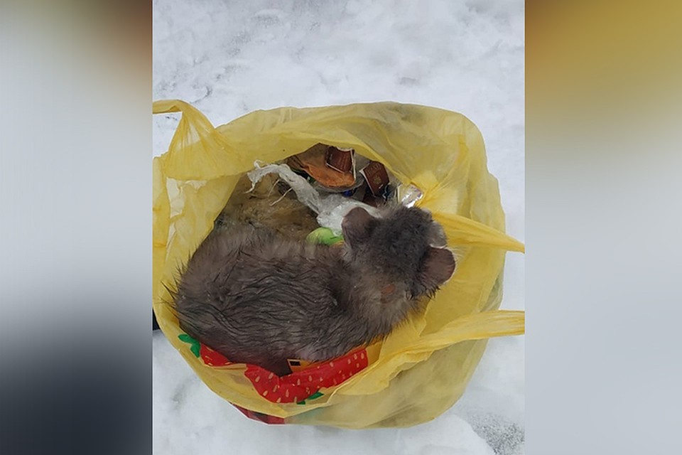 Нижегородка спасла котенка, выкинутого в мороз в мусорный бак