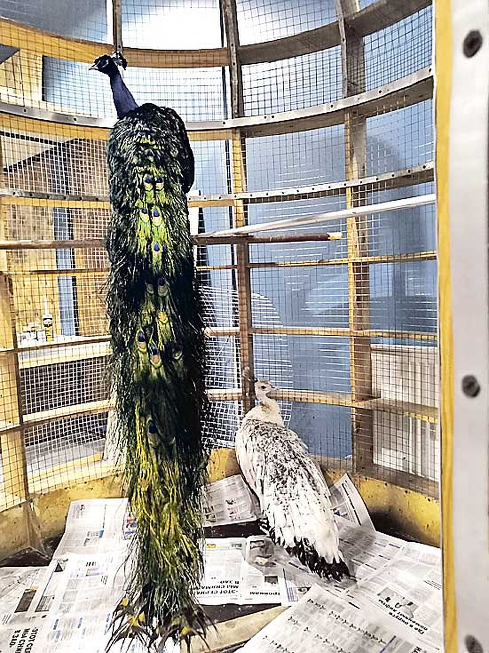 Павлинов из клетки раз в день выпускают на прогулку. Фото: Андрей АБРАМОВ