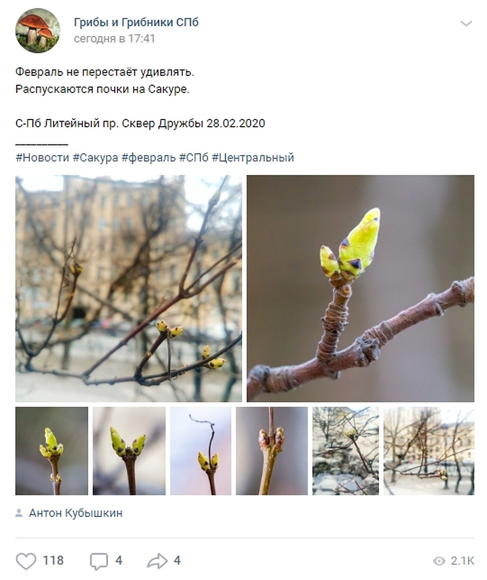 Информация о распускающейся сакуре появилась в соцсетях. Фото: vk.com/grib_spb
