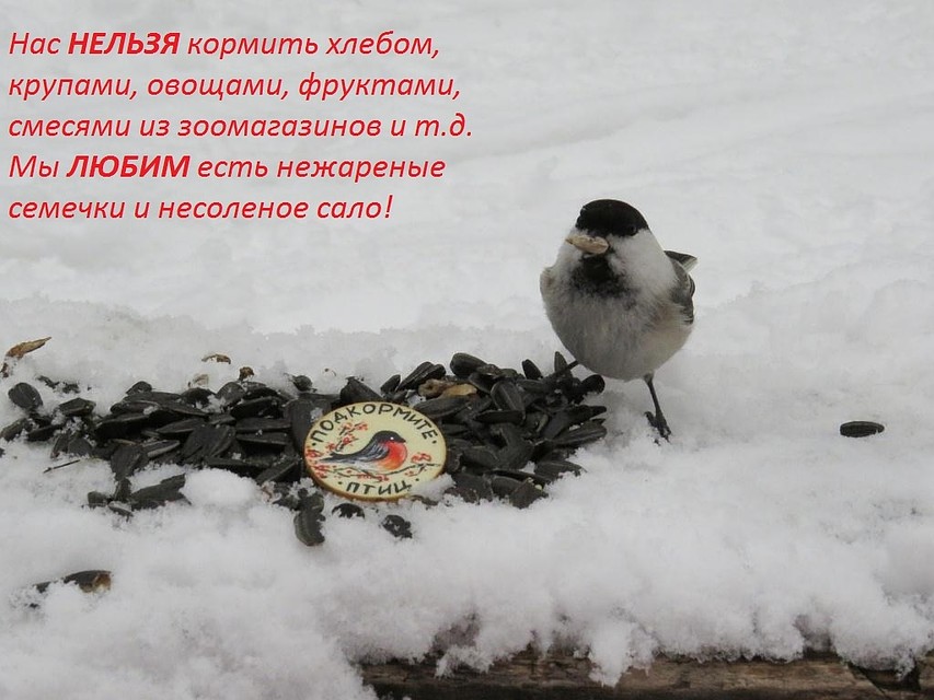 Возле каждой птичьей столовой установлены плакаты-памятки с рационом пернатых. Фото: группа "Национальный парк "Таганай"/vk.com