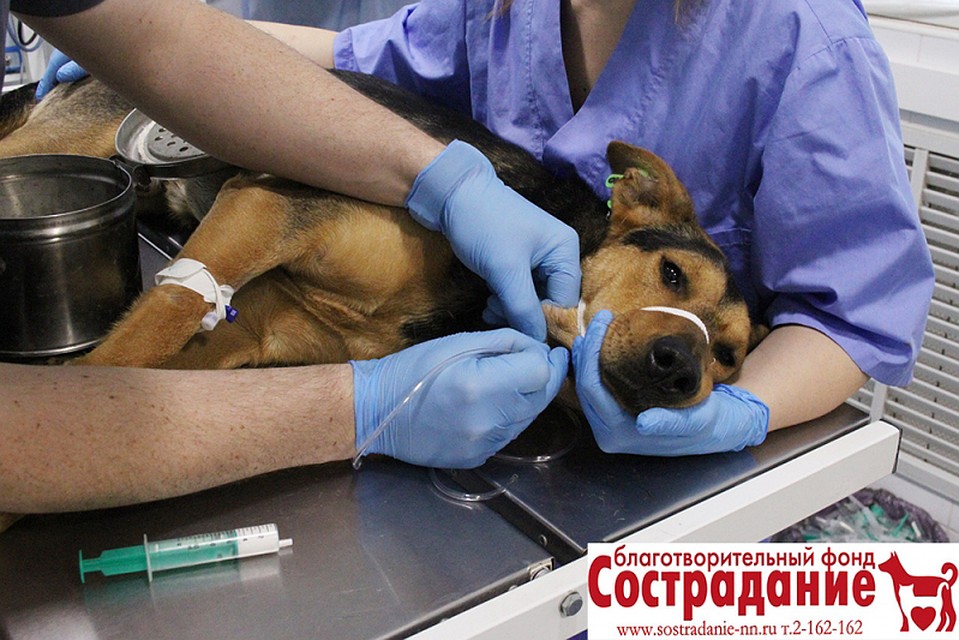Бумер перенес не одну операцию. Фото: фонд "Сострадание НН".