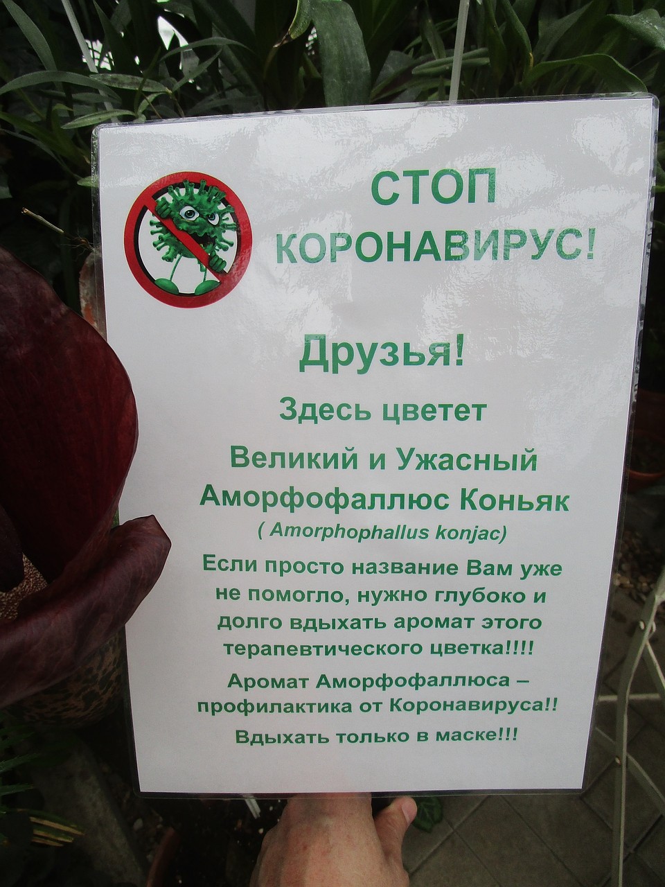Нюхаем, но лучше в масках! Фото: Ботанический сад ТвГУ