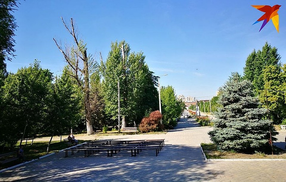 На месте старых деревьев высадят новые. Фото: Инна ШЕРЕМЕТЬЕВА