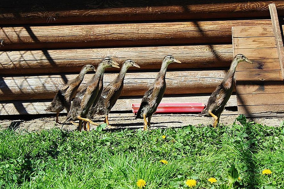 Пансионат «Морозовский» уже открыл раннее бронирование на Новый год 2021 Фото: Предоставлено "Комсомолке"