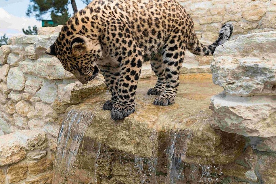 Фото: safari-park.ru