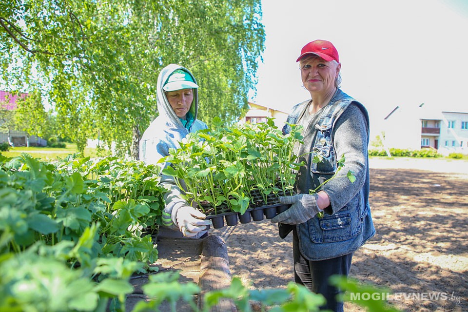 Рассаду решили вырастить в теплице. В южных регионах Беларуси арбузы сеют сразу в грунт. Фото: mogilevnews.by.