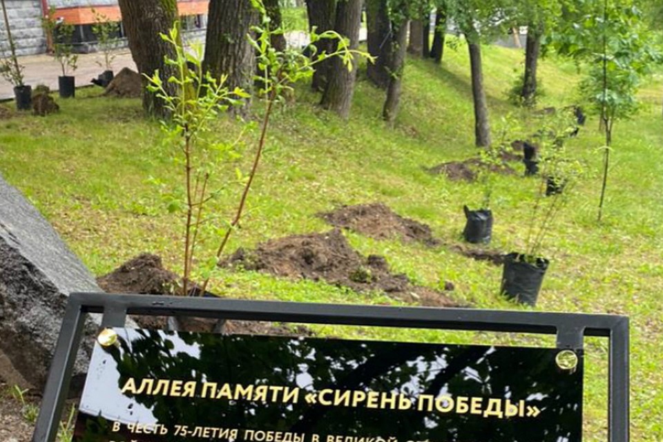 Сирень зацветет уже в следующем году Фото: Хабаровский краевой музей им. Н.И. Гродекова