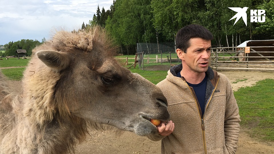 Верблюдица Пэппи раньше снималась в кино Фото: Александр РОГОЗА