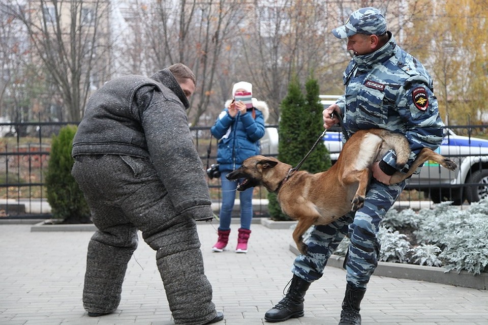 Штурмовая собака Бастинда. фото из архива пресс-службы УМВД России по Белгородской области.